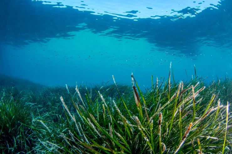 3/ Posidonia oceánica: estado de conservación y medidas de protección