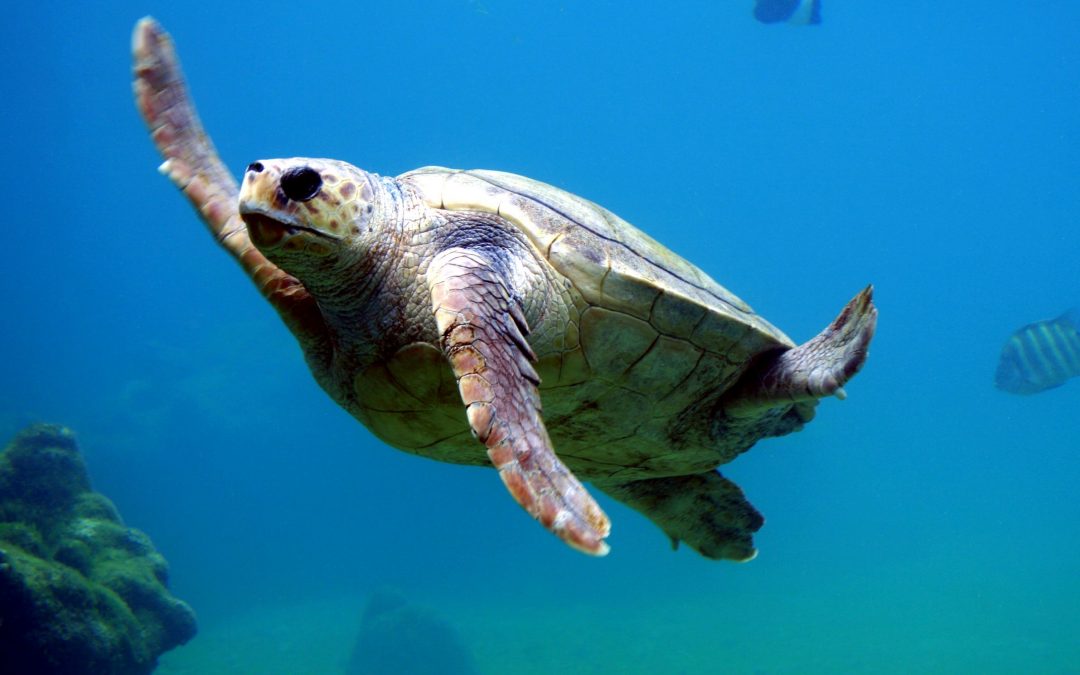 Marcaje de tortugas en el mediterráneo