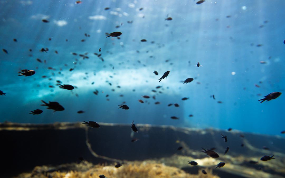 Cómo estudiar las praderas de Posidonia oceánica