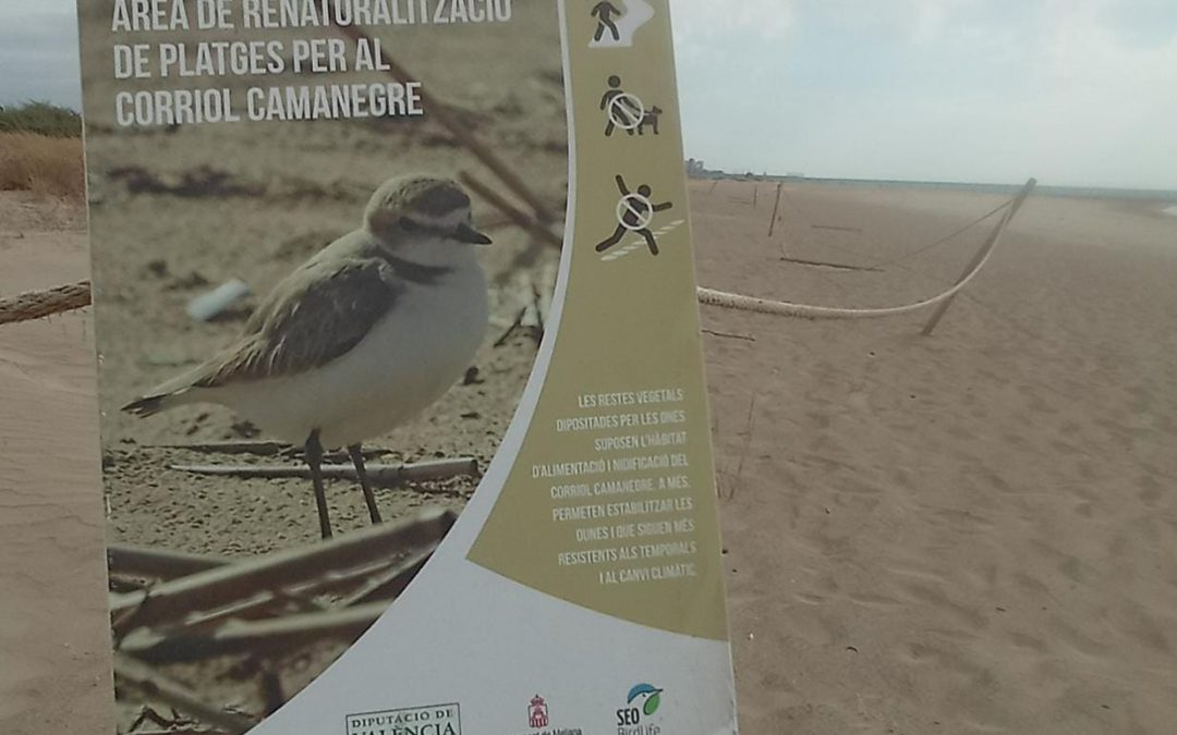 Conservación del Chorlitejo patinegro en las playas de la Comunidad Valenciana
